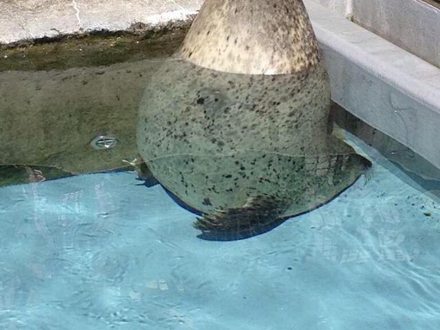 �s�v�c�Ȋi�D�������A�U���V�����_���R������