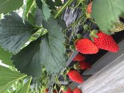 񂳂̓̉w Ƃ}[KbgXe[V̓eʐ^1