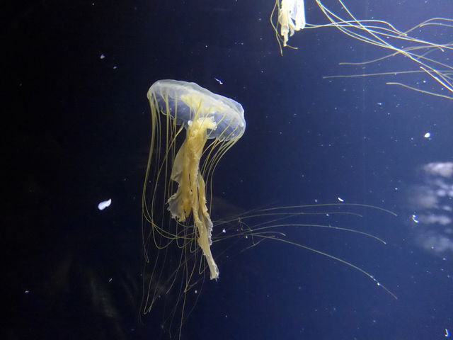�J���t��_�߉��s�����ΐ�����
