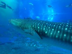 L[vX}C̉Cقւ̓eʐ^1