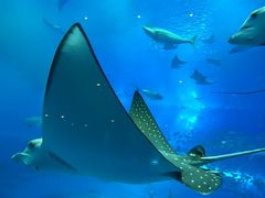 L[vX}C̉Cقւ̓eʐ^2