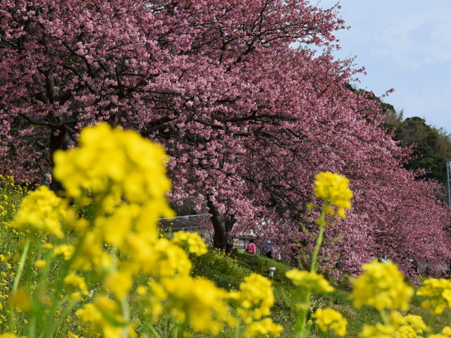 �؂̉ԂƉ͒Í��̃R���{���[�V�����ł��B_��ʎВc�@�l��ɓ����ό�����