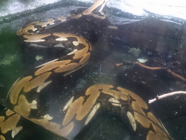 �̊��^������ iZoo