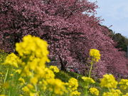 񂳂̈ʎВc@lɓό̓eʐ^1