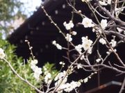 GR񂳂̎O͐_Ђ̓eʐ^1