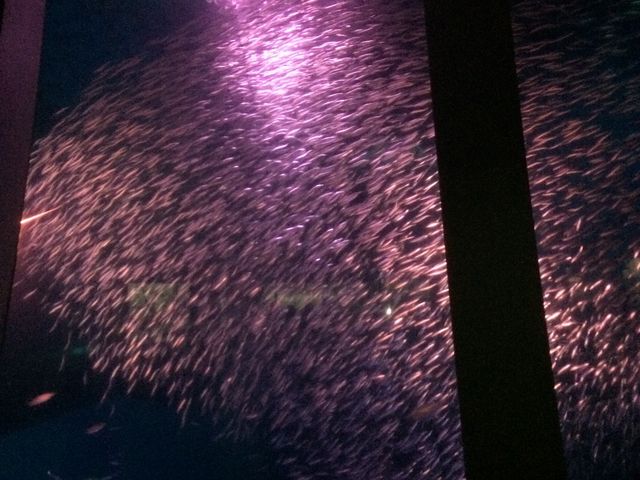 �C���V�V���[���I���̉����ł킩��h�����ǎ��ۂ͂����Ɛ_��I�ł�(^_^)_���l�E���i���V�[�p���_�C�X�@�A�N�A���]�[�c