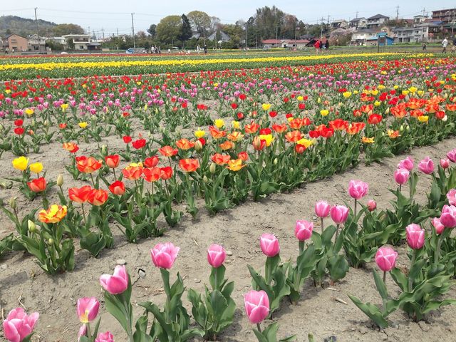 �߂��̃`���[���b�v�����K���B_�H���搅��