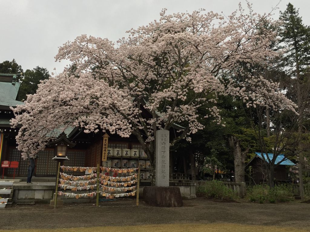 茨城県護国神社の桜