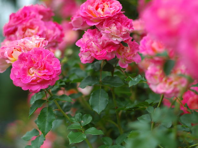 񂳂̓~zXL[K[f̓eʐ^1