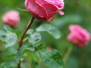 񂳂̓~zXL[K[f̓eʐ^2