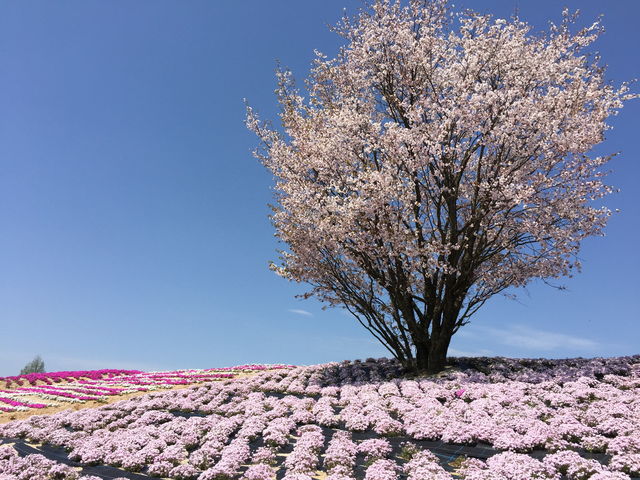 桜と芝桜_Flower village 花夢の里