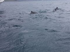 朝は曇りでしたが、沖に出たら沢山の
イルカの群れを観れました。_南島原イルカウオッチング