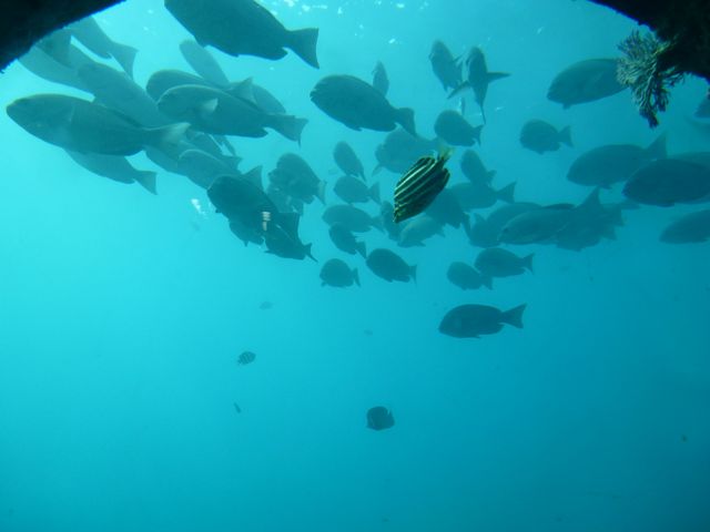 �����C���