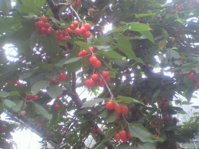 �������ڎ��