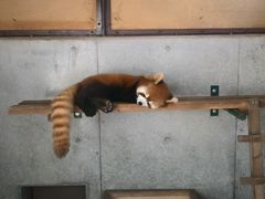 ごちやんさんの京都市動物園への投稿写真1
