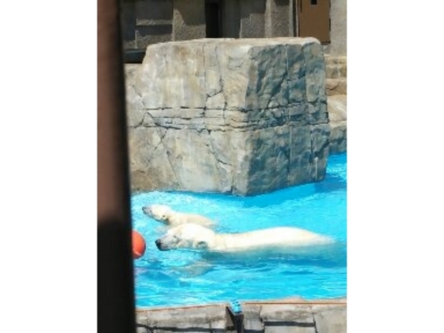 �v�[���V��_�~�R������