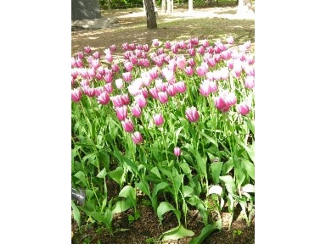 �`���[���b�v_�~�R����