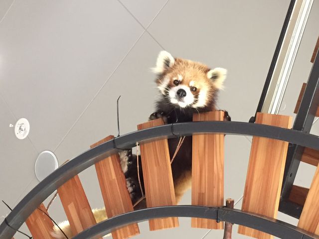 ���b�T�[�p���_�ł��I_�~�R������