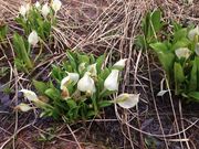 ����܂���̉��R�����X�ь����̓��e�ʐ^2