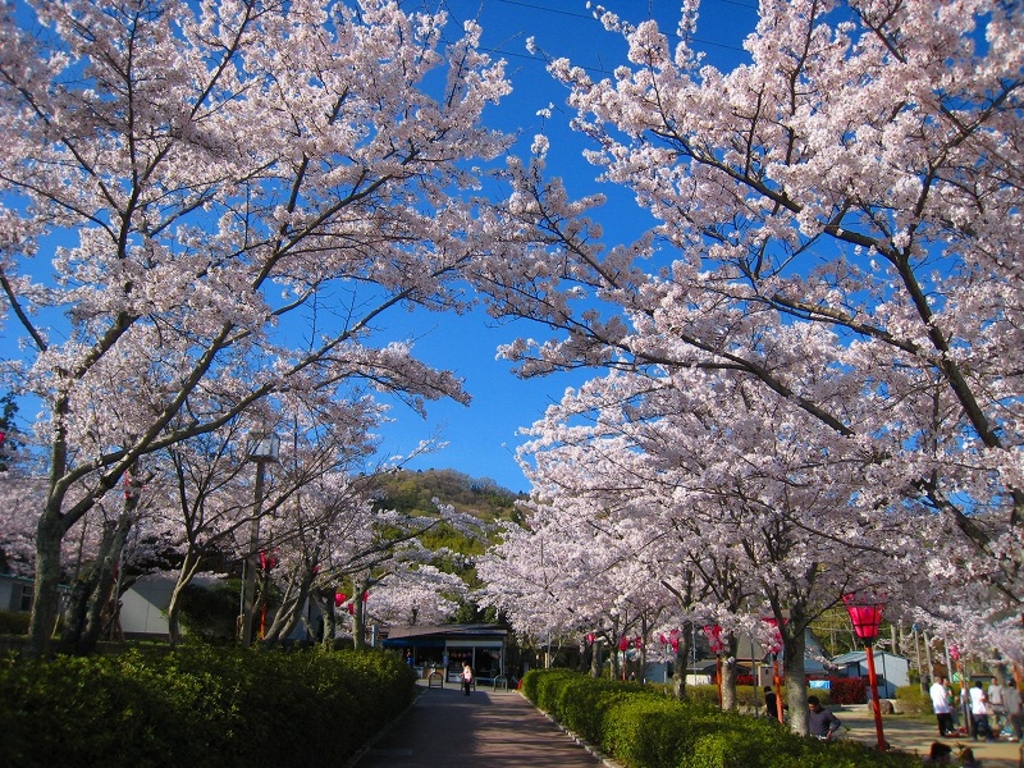 18 関西のお花見 桜名所おすすめ30選 きれいな桜を見に行こう じゃらんニュース