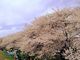 いくさんの熊谷桜堤の桜への投稿写真3