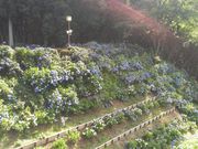 Ȃ̍H隬̃AWTC̓eʐ^1