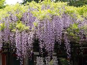 �����̏t����Ђ̍�����̓��̓��e�ʐ^1