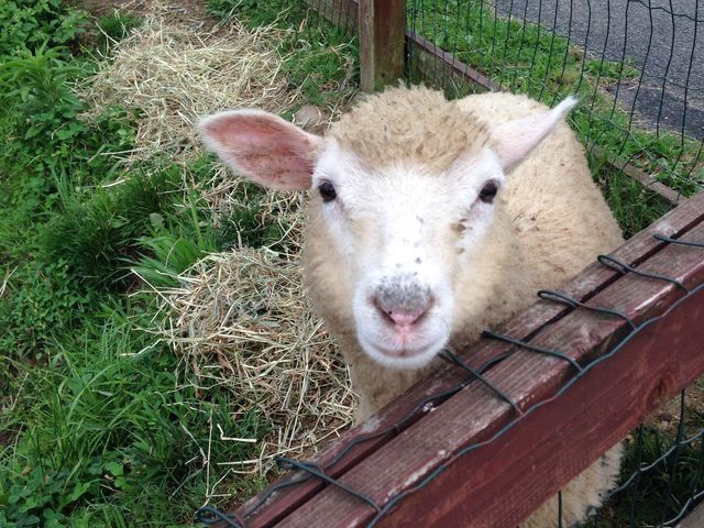 �ӂꂠ�������h�̗r_�H�g�䎩�R���������T�t�@�������h