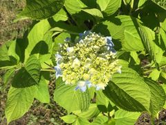 ����ߌ����̎ʐ^2