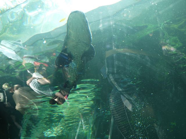 �Ȗ،��Ȃ����퐅�V��