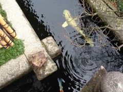 �ӂȂ�����̂ւ̓��e�ʐ^2