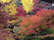 ܂܂ۂ񂳂̏ʎR̓eʐ^1