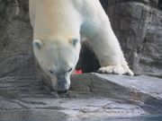 ��������̒j��������GAO�̓��e�ʐ^3