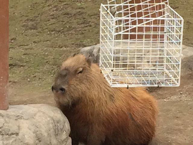 ���R������