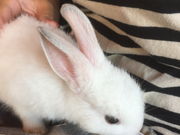 ĂĂV傳݂̂˓̓eʐ^1