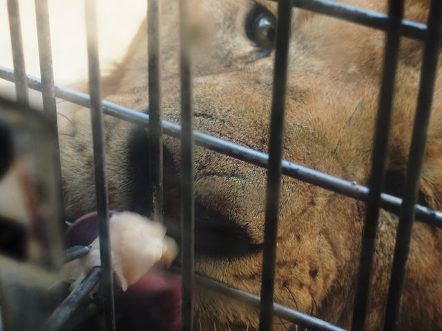 �炢����̉a���B���͖��_�ł��I_�H�g�䎩�R���������T�t�@�������h