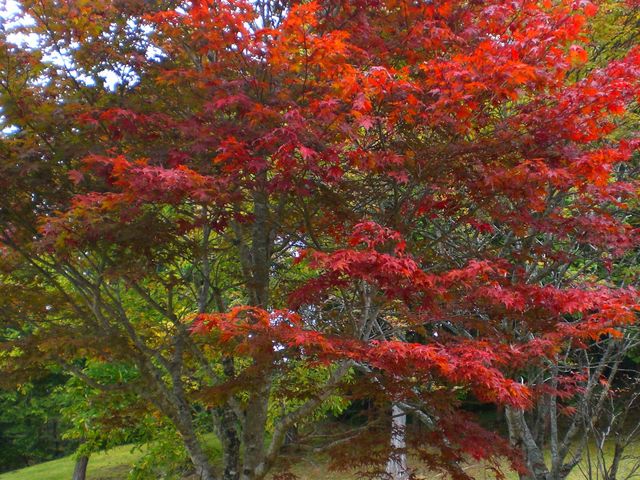 ߂񂳂̃^JK VJg[y̓eʐ^1