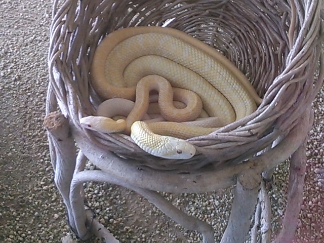 ���Ái�V�_�j���֎�����