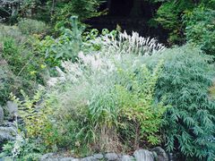 �M�C�~���̎ʐ^1