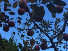 ߂̊ό񂲉t[cp[Nւ̓eʐ^1