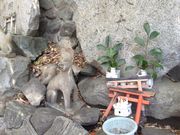 Sakamoto119����̕Z�\�R��א_�Ђ̓��e�ʐ^6