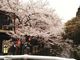 ギグスさんの城崎温泉街の桜の投稿写真1