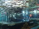 ひろさんの山梨県立富士湧水の里水族館（森の水族館）の投稿写真3