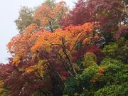 amucha̓cLO뉀̓eʐ^1