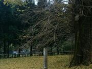 mimi����̋���̃C�`���E�̓��e�ʐ^2