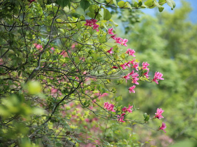 �܌��͉Ԃ������ς���_���q�R