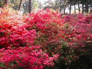 W̌䉮~(^cِ)̃}ccW̓eʐ^1