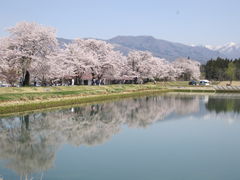 竜さんの道の駅 ふれあいパーク喜多の郷 八方堤の桜への投稿写真1