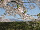 竜さんの道の駅 ふれあいパーク喜多の郷 八方堤の桜への投稿写真4
