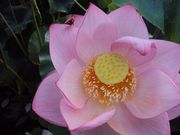 ނ炳񂳂̍PnΕ̘@̉Ԃ̓eʐ^11